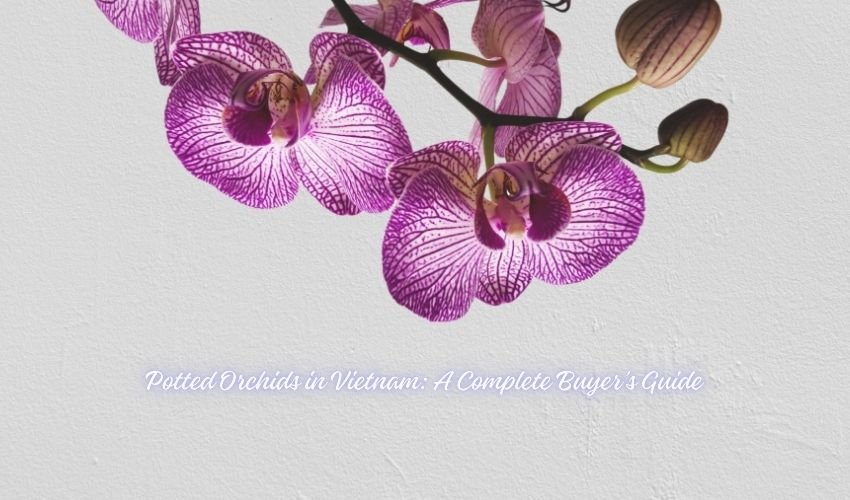 Potted Orchids in Vietnam: A Complete Buyer’s Guide