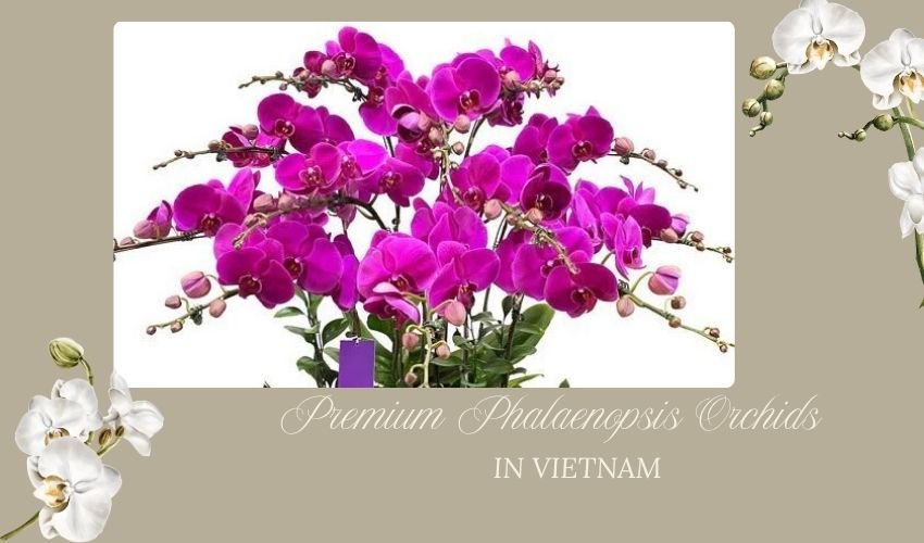 Premium Phalaenopsis Orchids in Vietnam