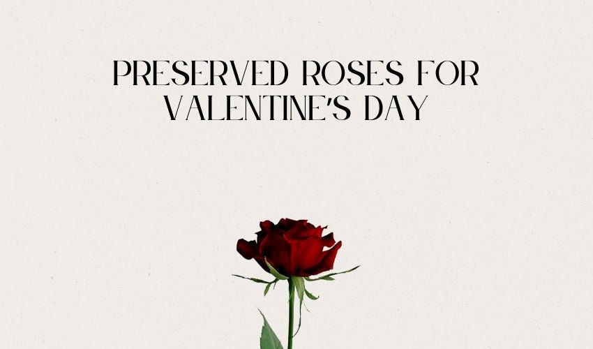 Preserved Roses for Valentine’s Day