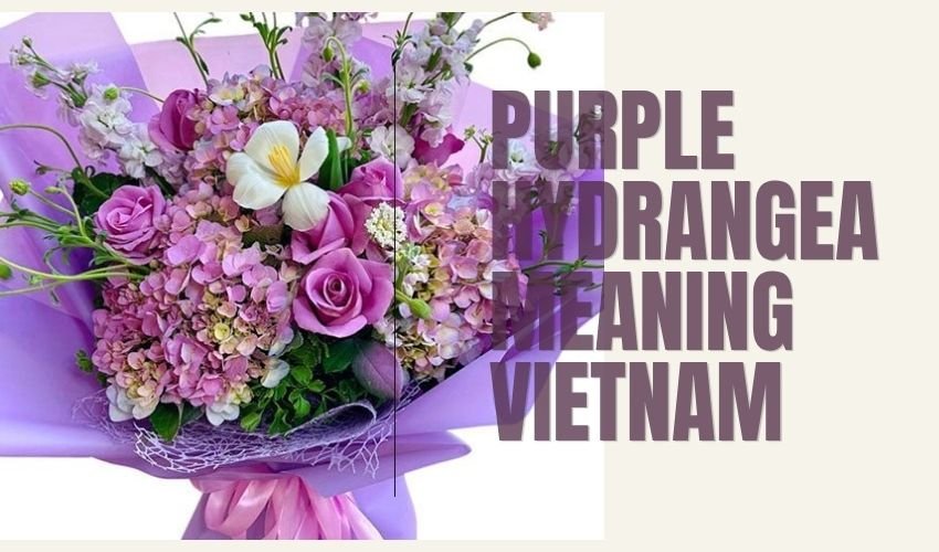 Purple Hydrangea Meaning Vietnam