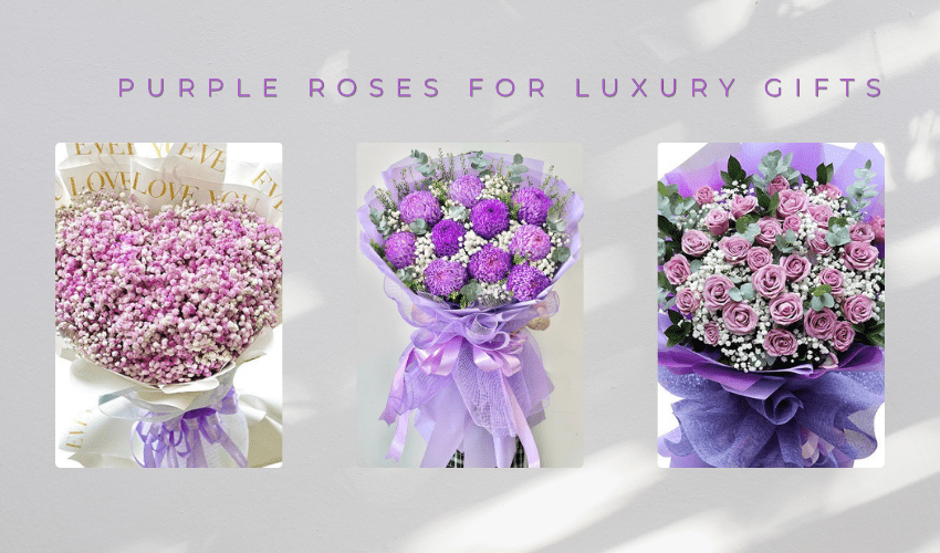 Purple Roses for Luxury Gifts