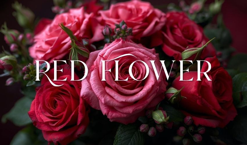 Red Flower Bouquets in Vietnam