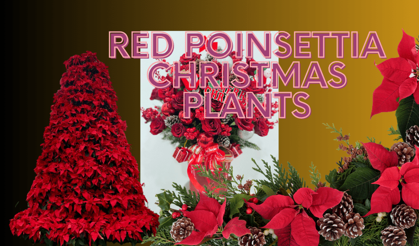 Red Poinsettia Christmas Plants