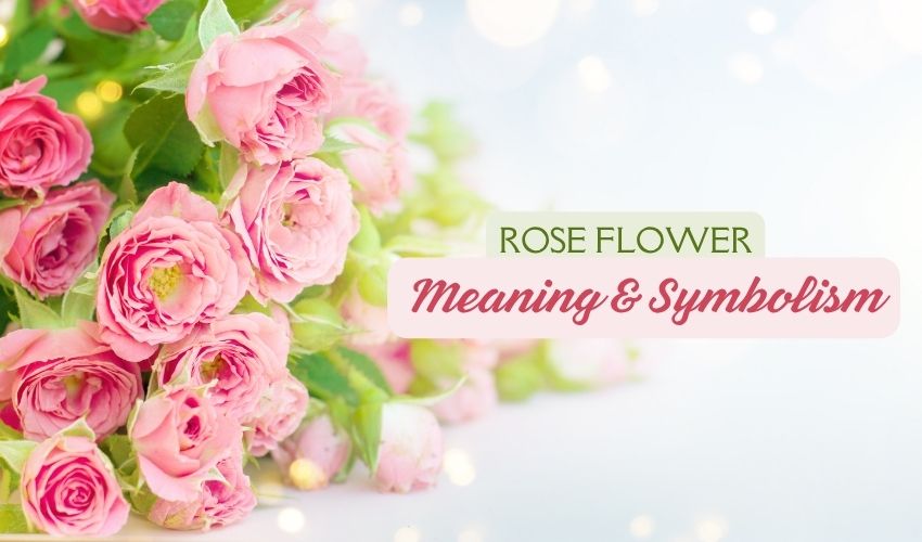 Rose Flower Meaning & Symbolism