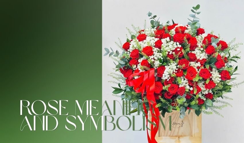 Rose Meaning and Symbolism