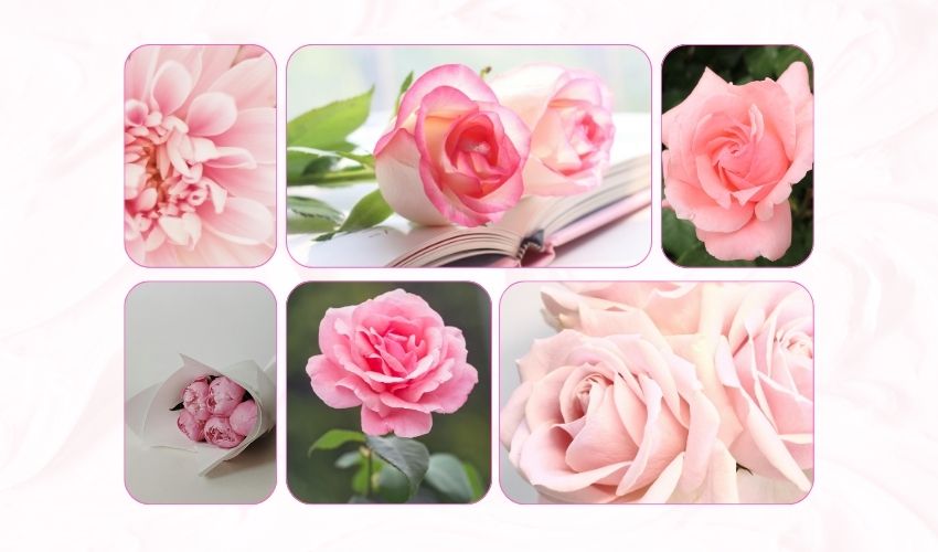 Roses Vietnam – Complete Flower Guide