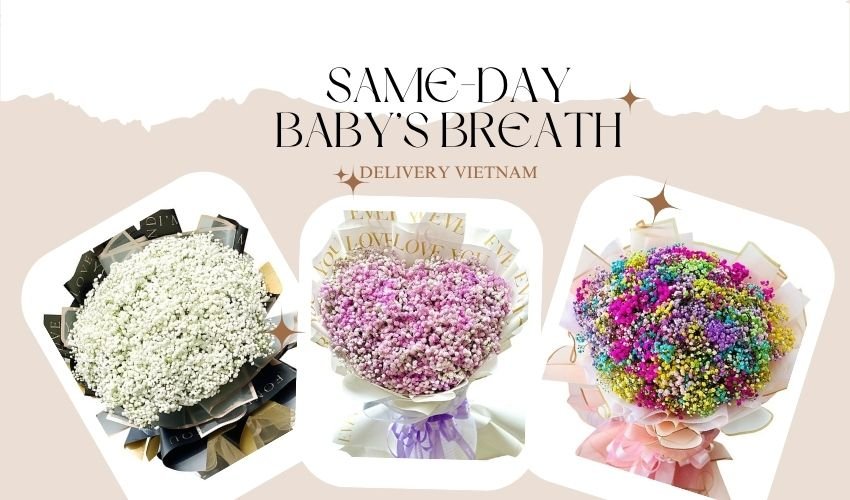 Same-Day Baby’s Breath Delivery Vietnam