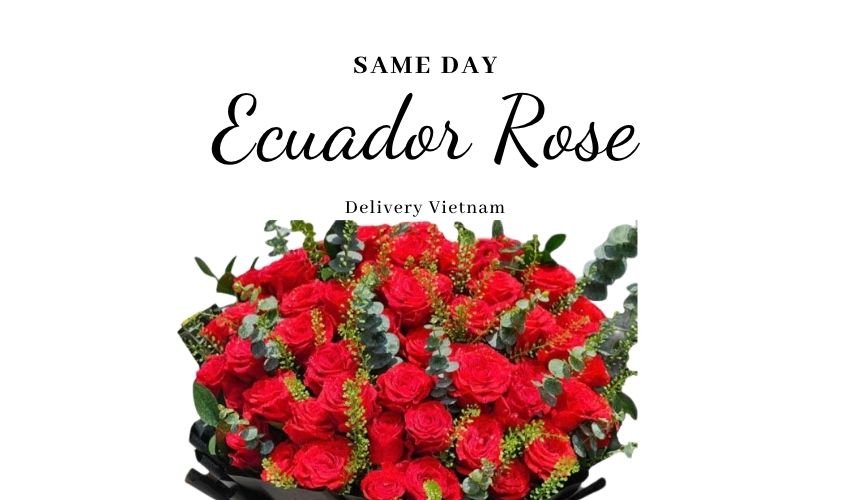 Same Day Ecuador Rose Delivery Vietnam