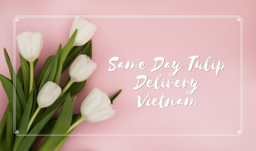 Same Day Tulip Delivery Vietnam