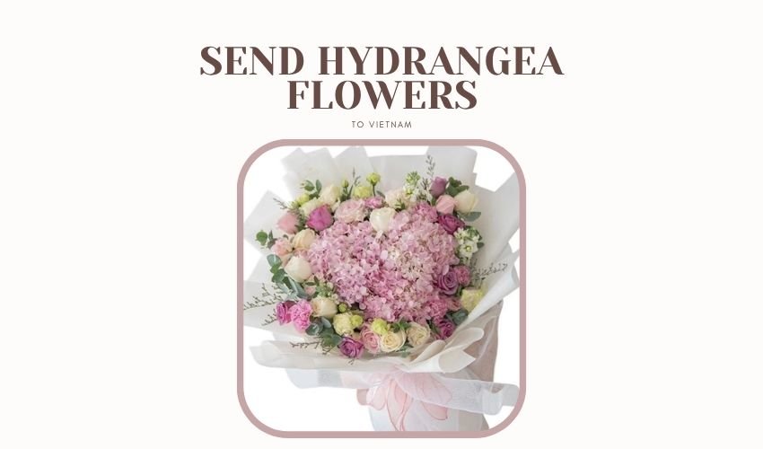 Send Hydrangea Flowers to Vietnam