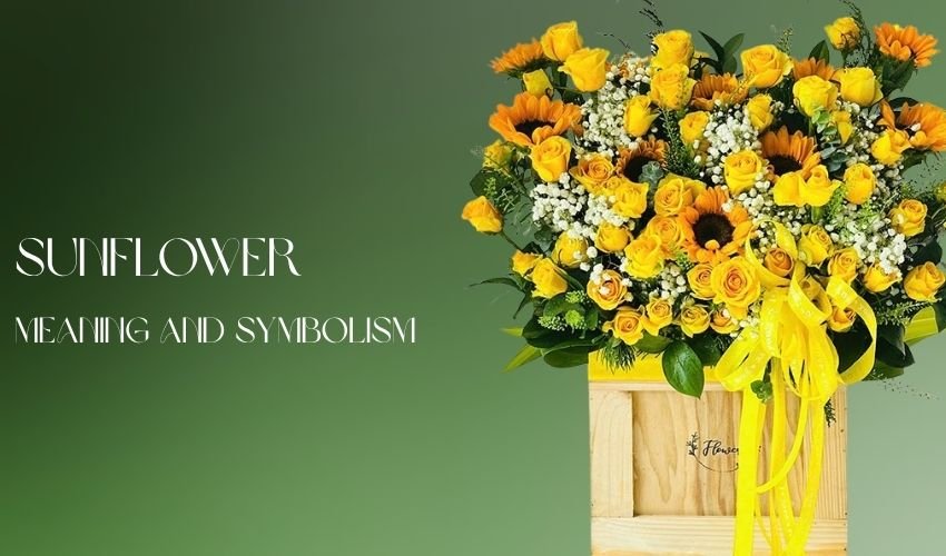 Sunflower Meaning and Symbolism