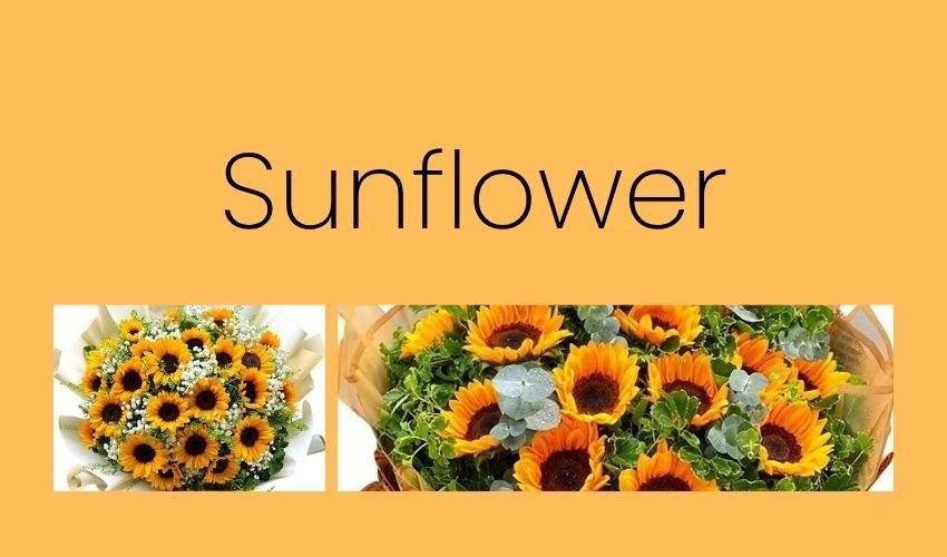Sunflower Meaning and Symbolism: Happiness, Loyalty and Positive Energy