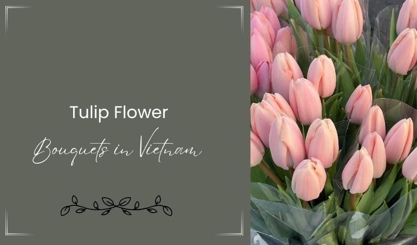 Tulip Flower Bouquets in Vietnam
