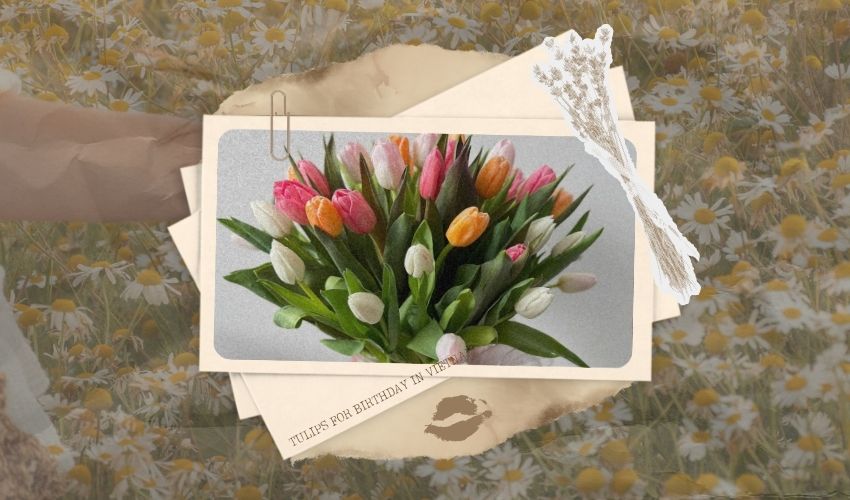 Tulips for Birthday in Vietnam