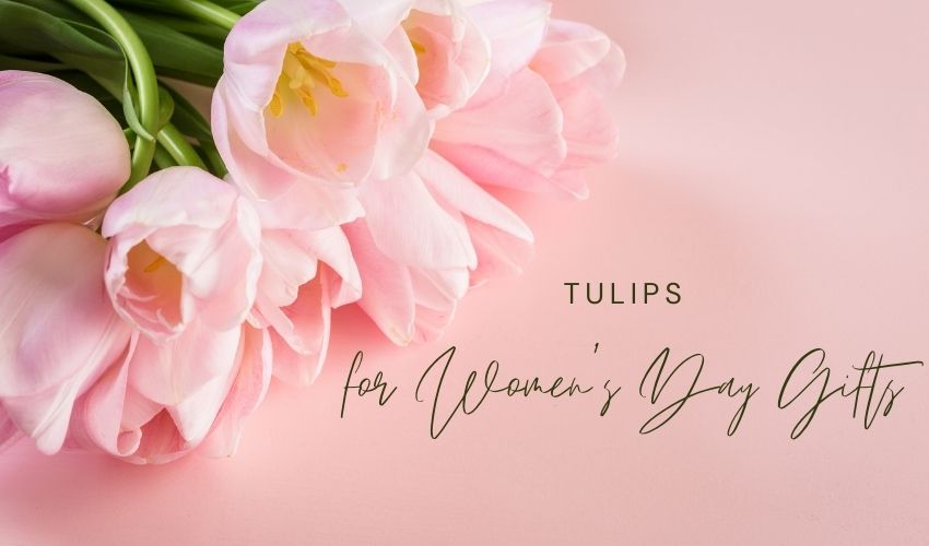 Tulips for Women’s Day Gifts