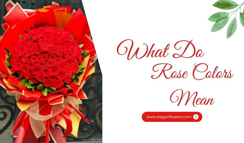 What Do Rose Colors Mean