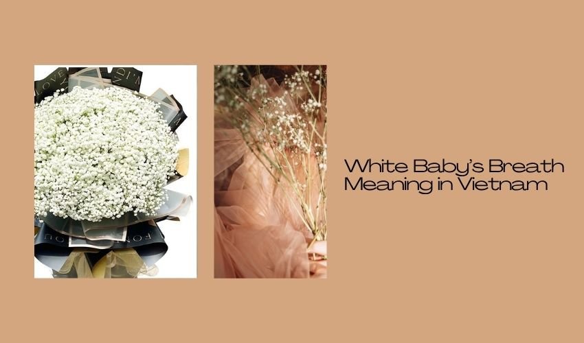 White Baby’s Breath Meaning in Vietnam
