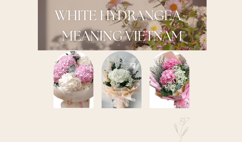 White Hydrangea Meaning Vietnam