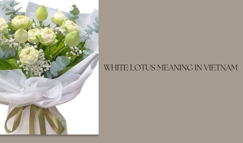 White Lotus Meaning in Vietnam