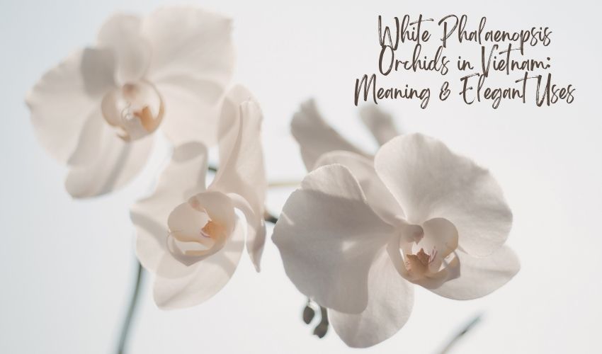 White Phalaenopsis Orchids in Vietnam: Meaning & Elegant Uses