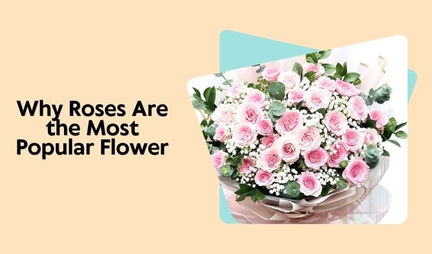 Why Roses Are the Most Popular Flower