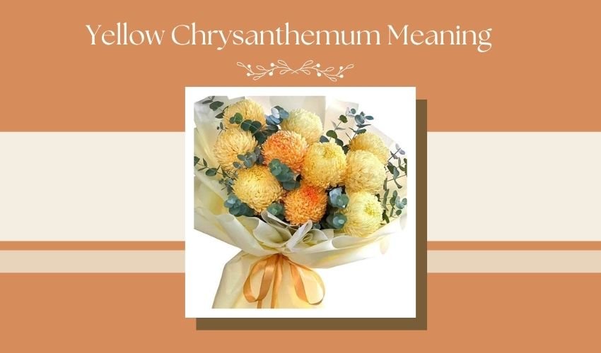 Yellow Chrysanthemum Meaning