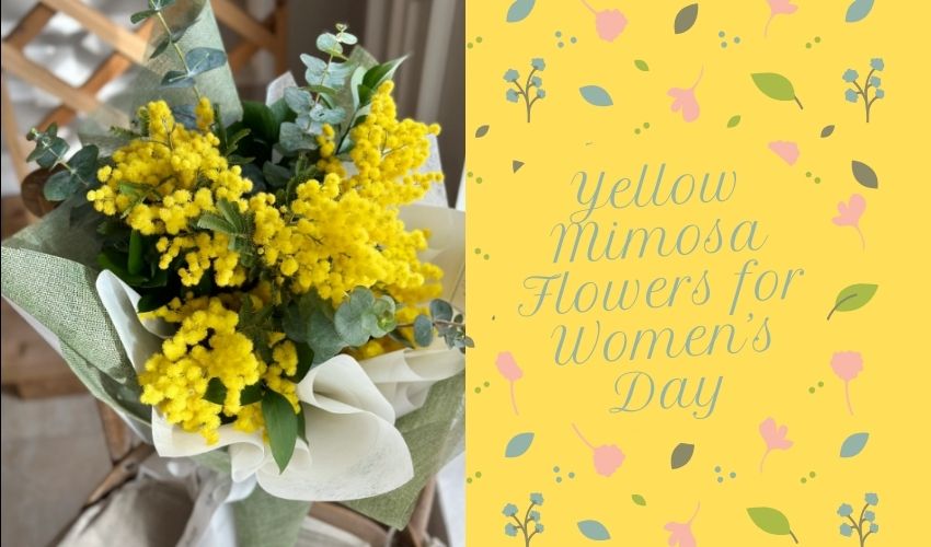 Yellow Mimosa Flowers for Women’s Day