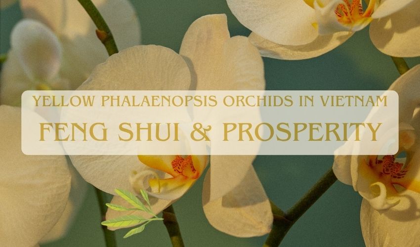 Yellow Phalaenopsis Orchids in Vietnam: Feng Shui & Prosperity