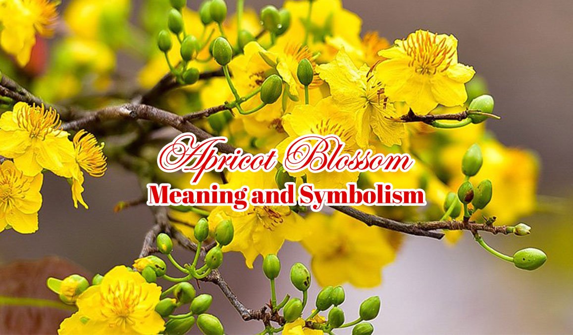 Apricot Blossom Meaning and Symbolism