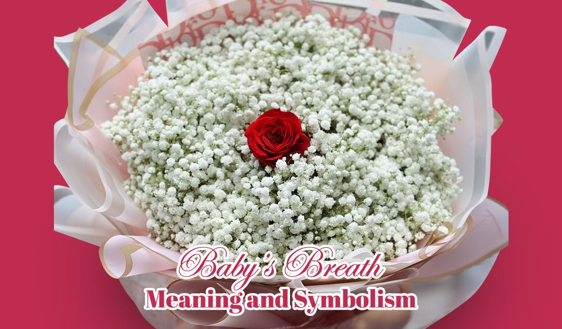 Baby’s Breath Meaning and Symbolism