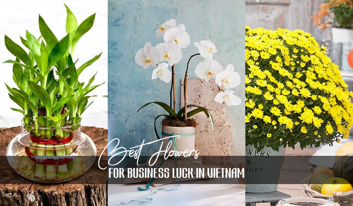 Best Flowers for Business Luck in Vietnam