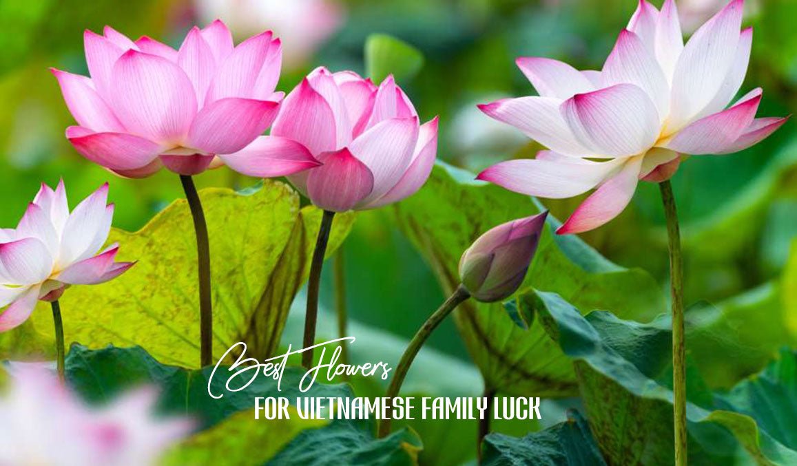 Best Flowers for Vietnamese Family Luck