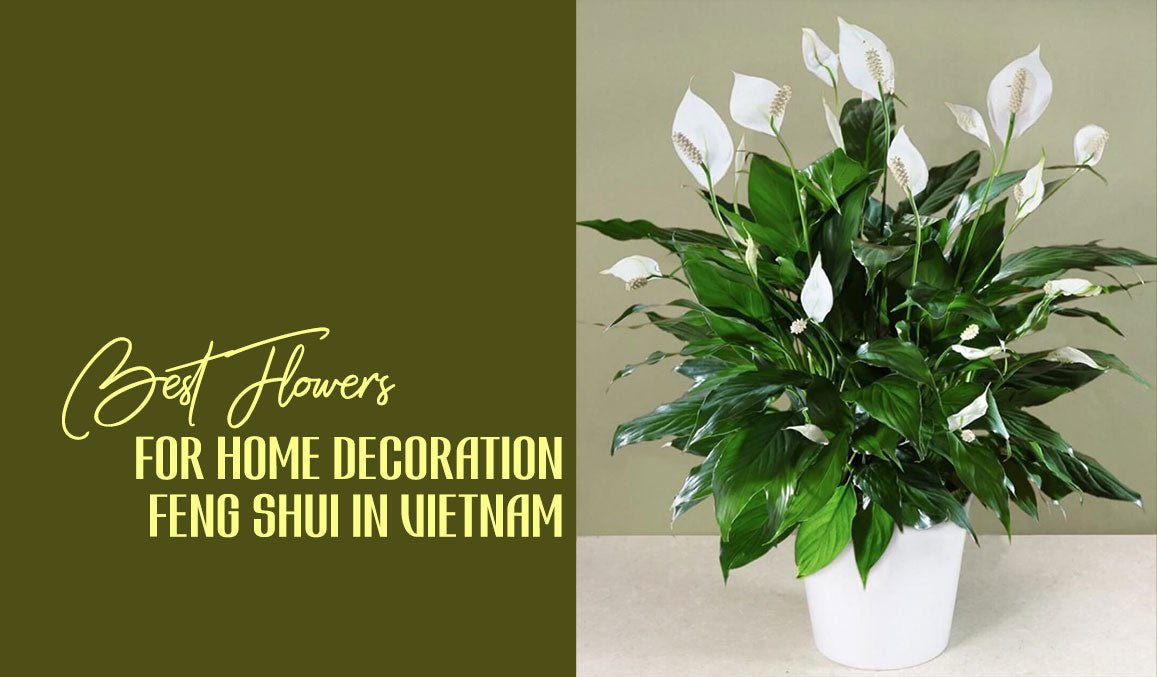 Best Flowers for Home Decoration Feng Shui in Vietnam