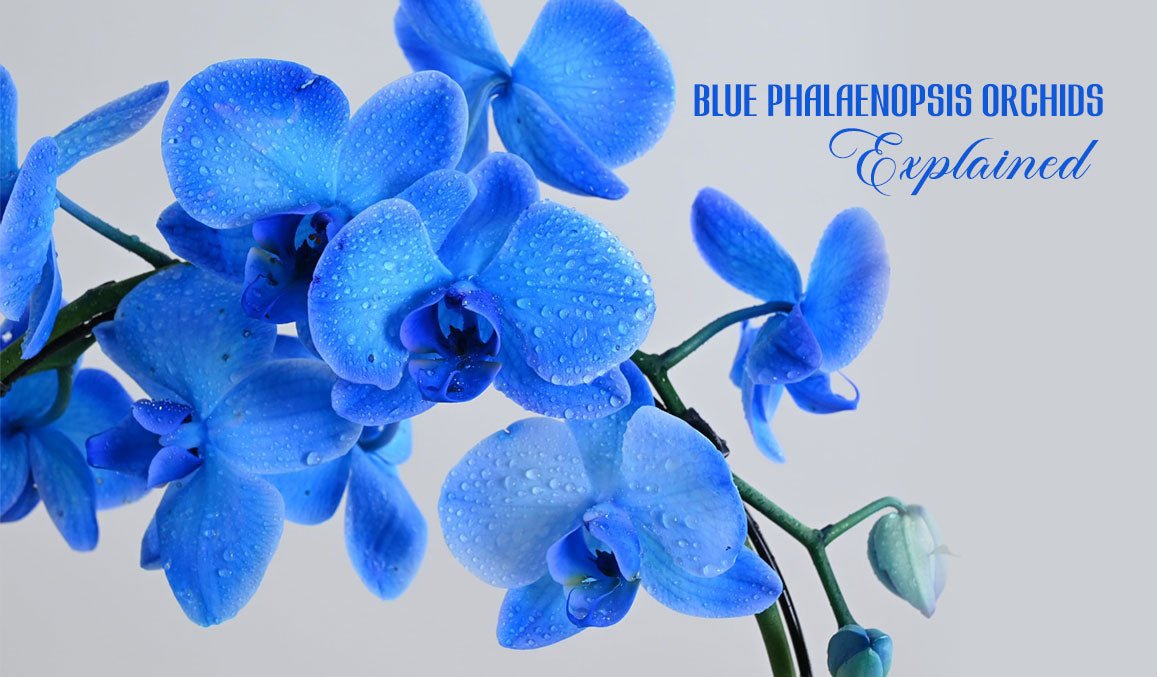 Blue Phalaenopsis Orchids Explained