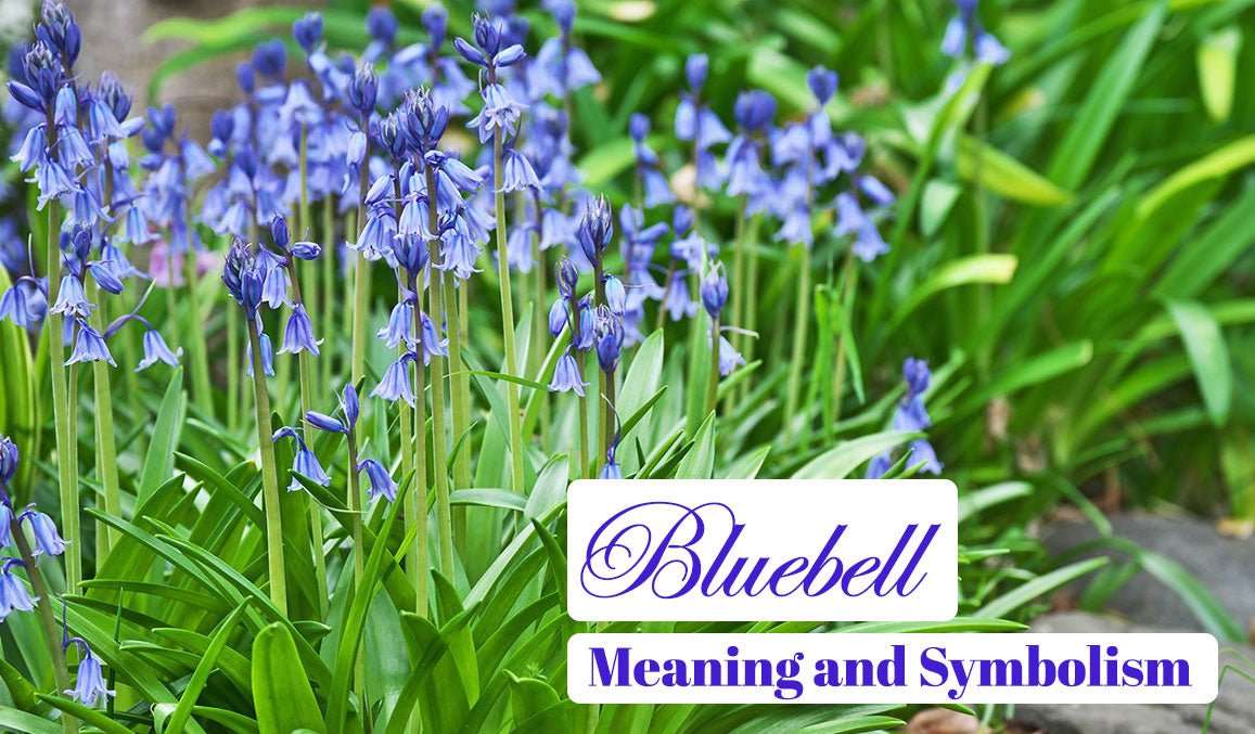 Bluebell Meaning and Symbolism