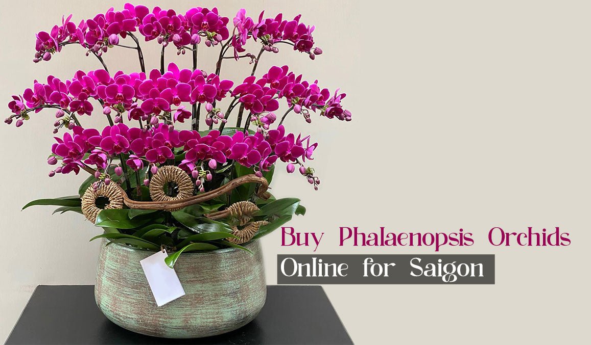 Buy Phalaenopsis Orchids Online for Saigon