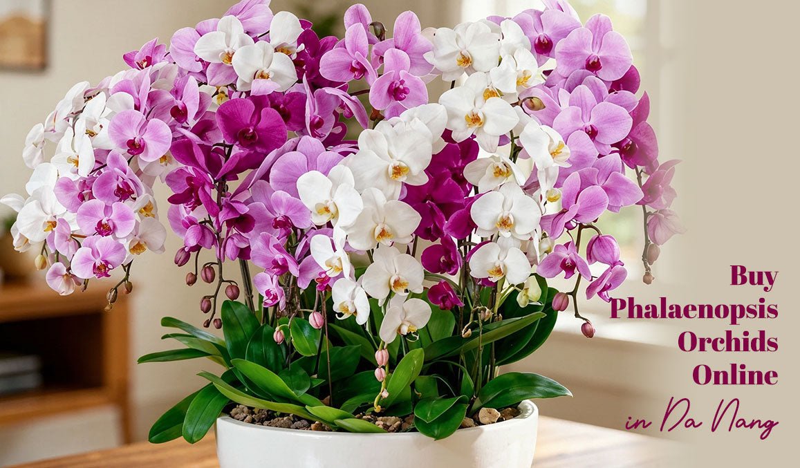 Buy Phalaenopsis Orchids Online in Da Nang