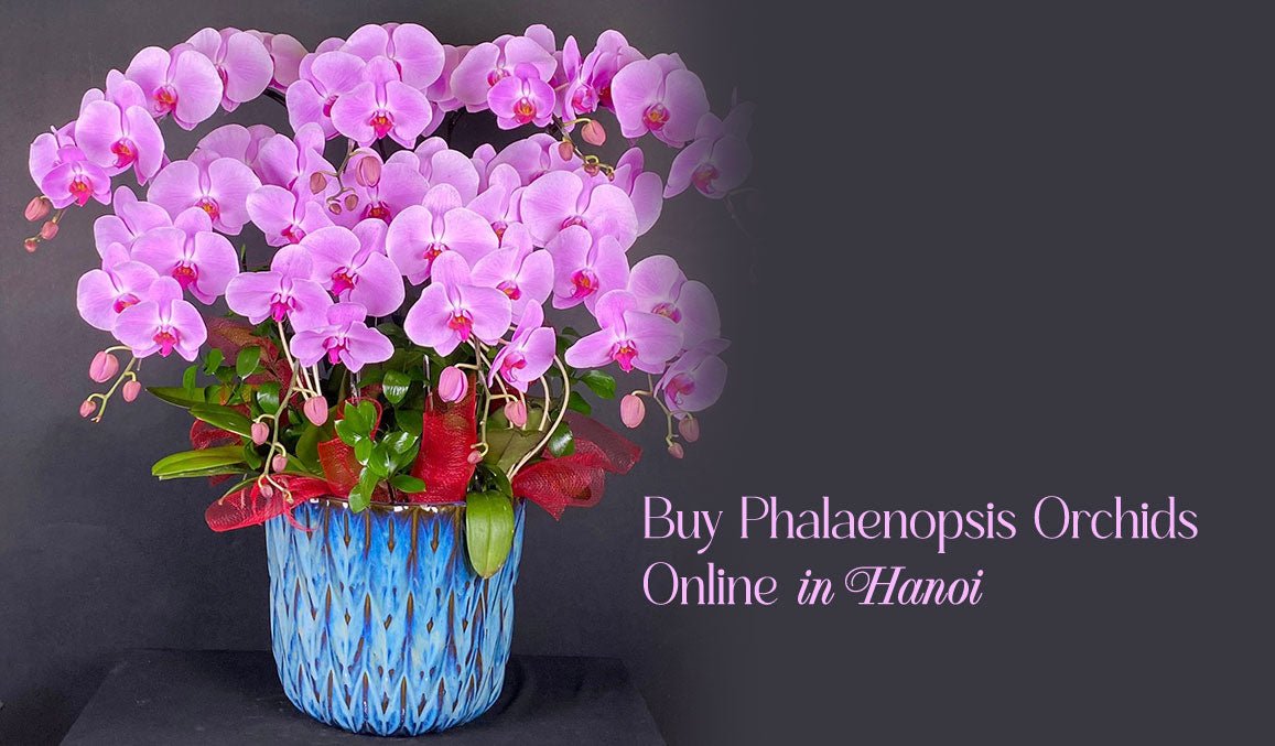 Buy Phalaenopsis Orchids Online in Hanoi