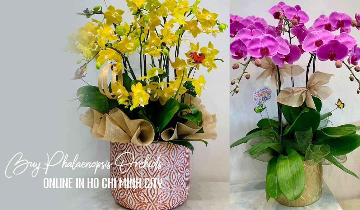 Buy Phalaenopsis Orchids Online in Ho Chi Minh City
