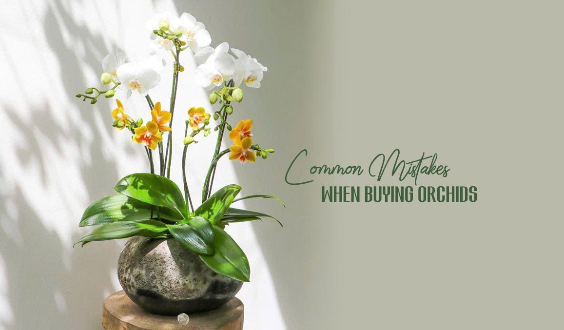 Common Mistakes When Buying Orchids