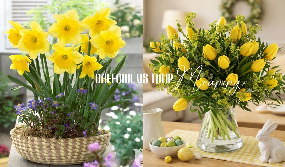Daffodil vs Tulip Meaning