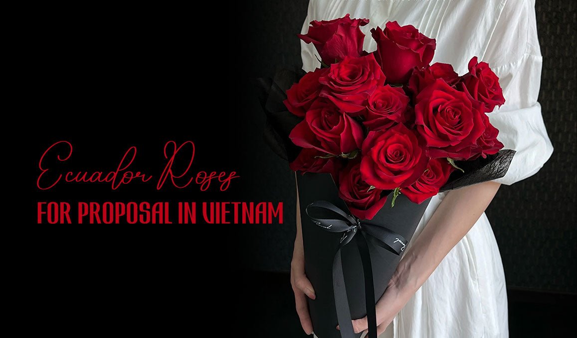 Ecuador Roses for Proposal in Vietnam