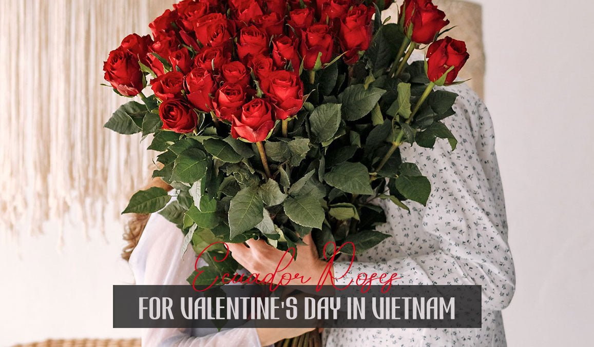 Ecuador Roses for Valentine's Day in Vietnam