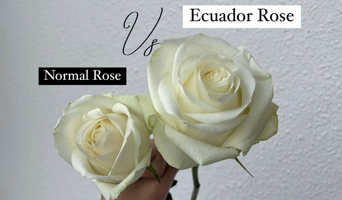 Ecuador Roses vs Regular Roses