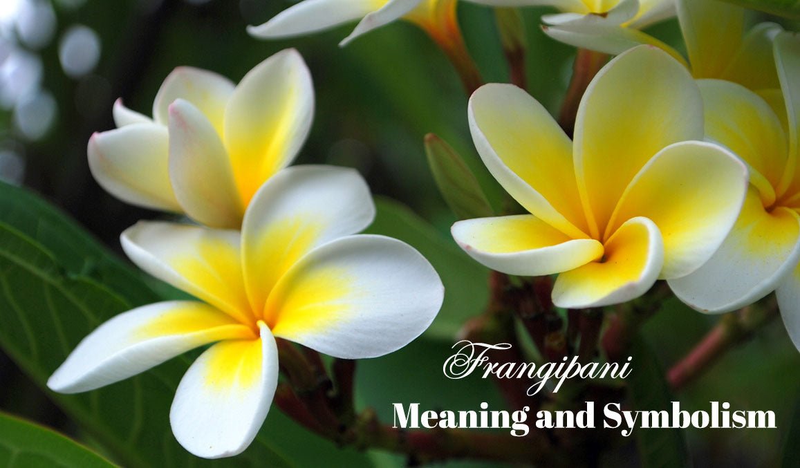 Frangipani Meaning and Symbolism