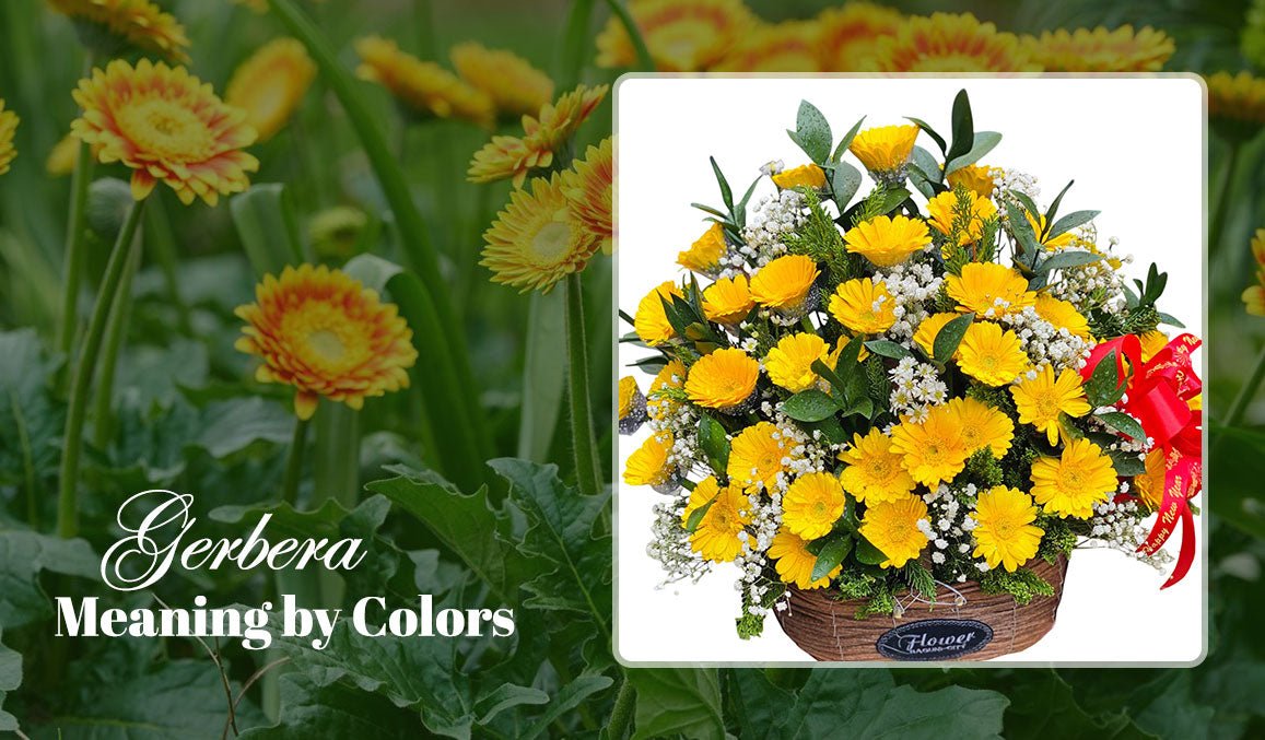 Gerbera Meaning by Colors