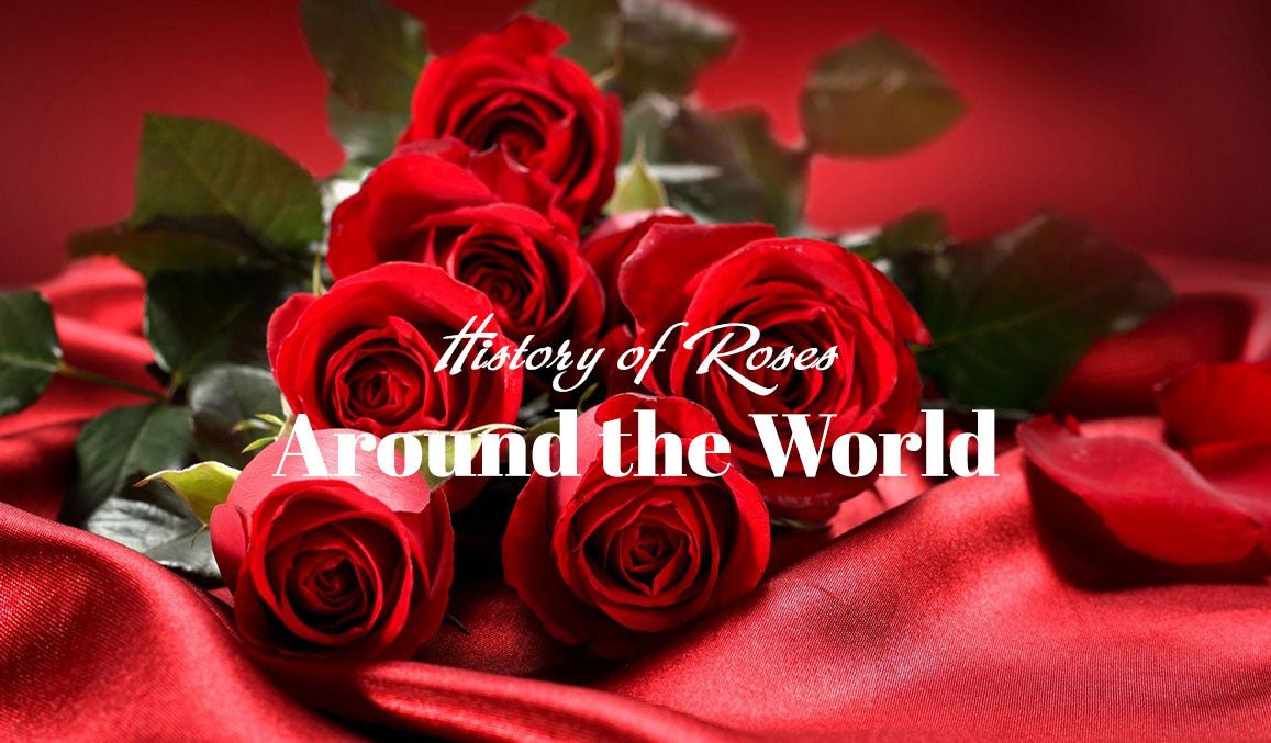 History of Roses Around the World