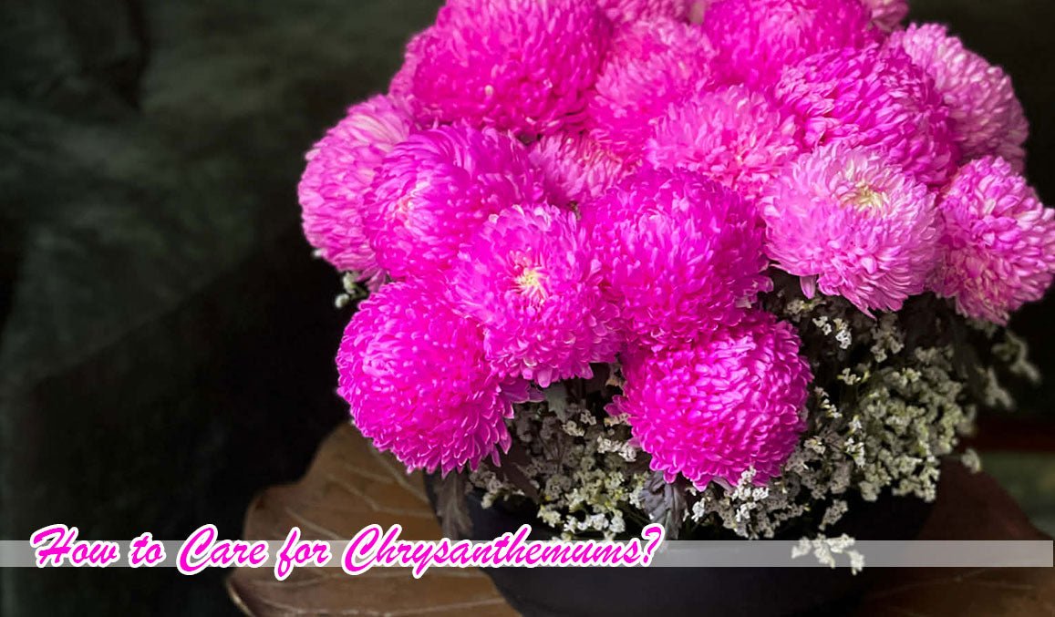 How to Care for Chrysanthemums