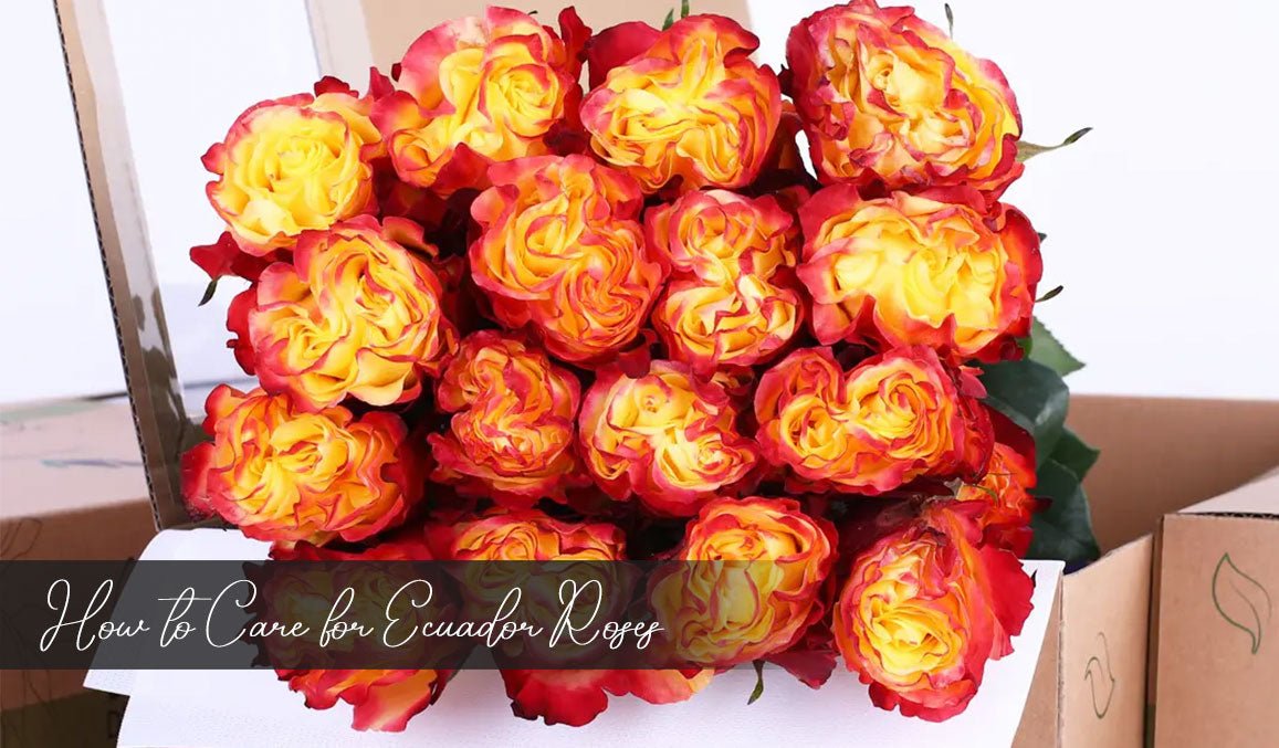 How to Care for Ecuador Roses
