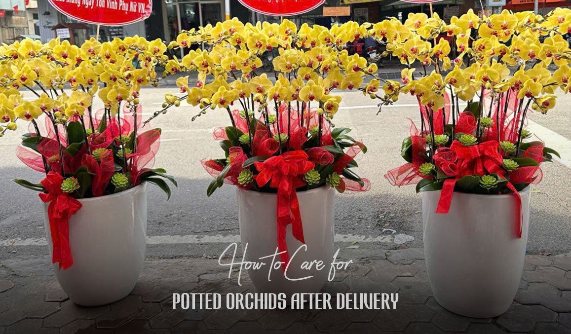 How to Care for Potted Orchids After Delivery